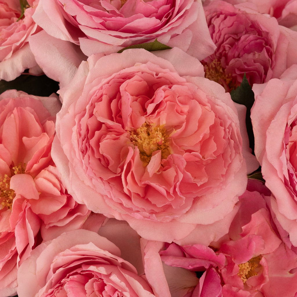 Buy Wholesale Mayra Queen Pink Garden Rose in Bulk - FiftyFlowers