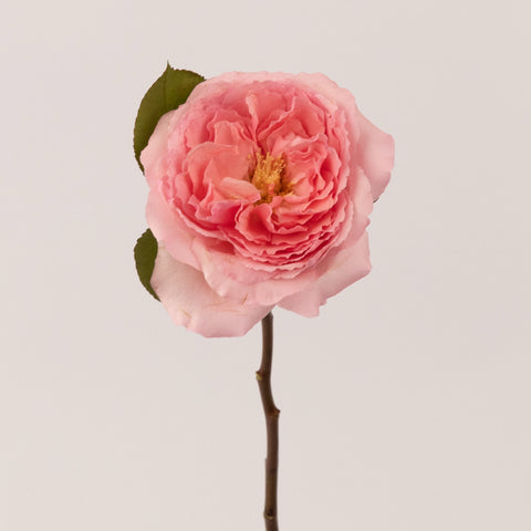 Mayra Queen Pink Garden Rose Stem - Image