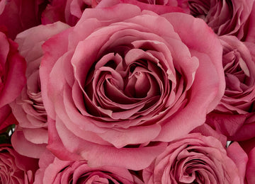 All For Love Pink Rose Close Up - Image