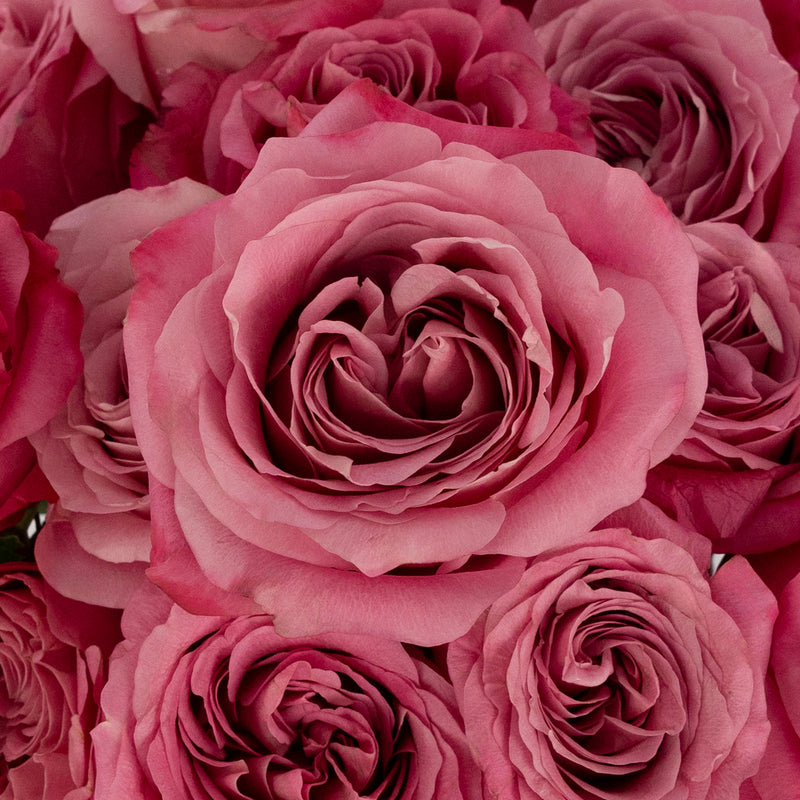 All For Love Pink Rose Close Up - Image