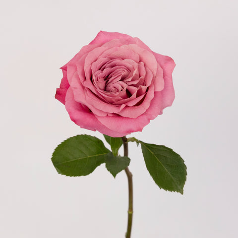 All For Love Pink Rose Stem - Image