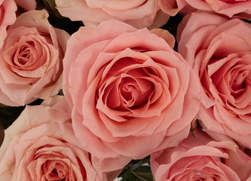 Elva Pink Spray Roses Close Up - Image