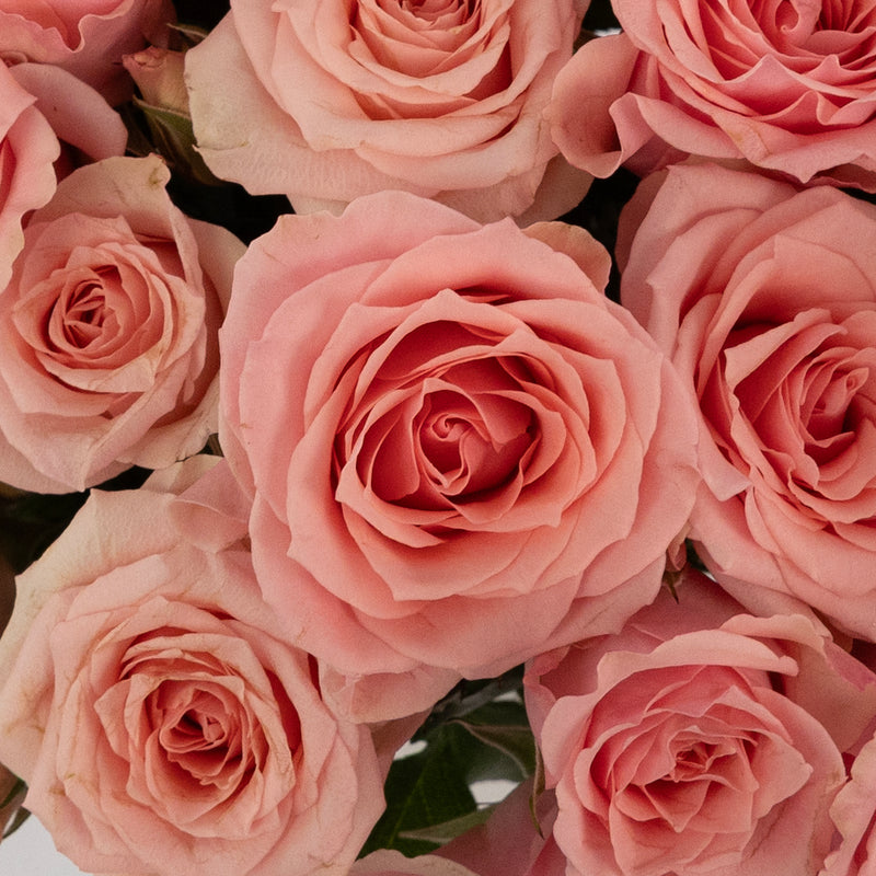 Elva Pink Spray Roses Close Up - Image