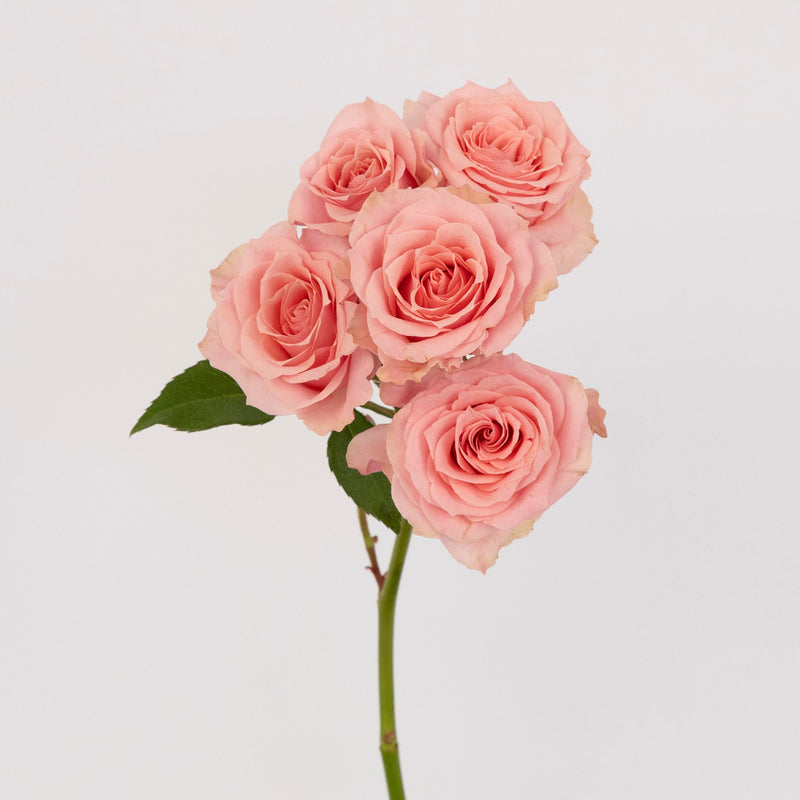 Elva Pink Spray Roses Stem - Image