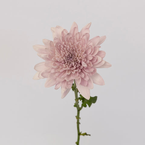 Lavender Tinted Cremon Mum Stem - Image