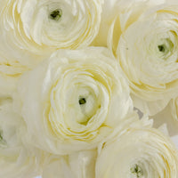 Champagne Wholesale Ranunculus Flowers Close Up - Image