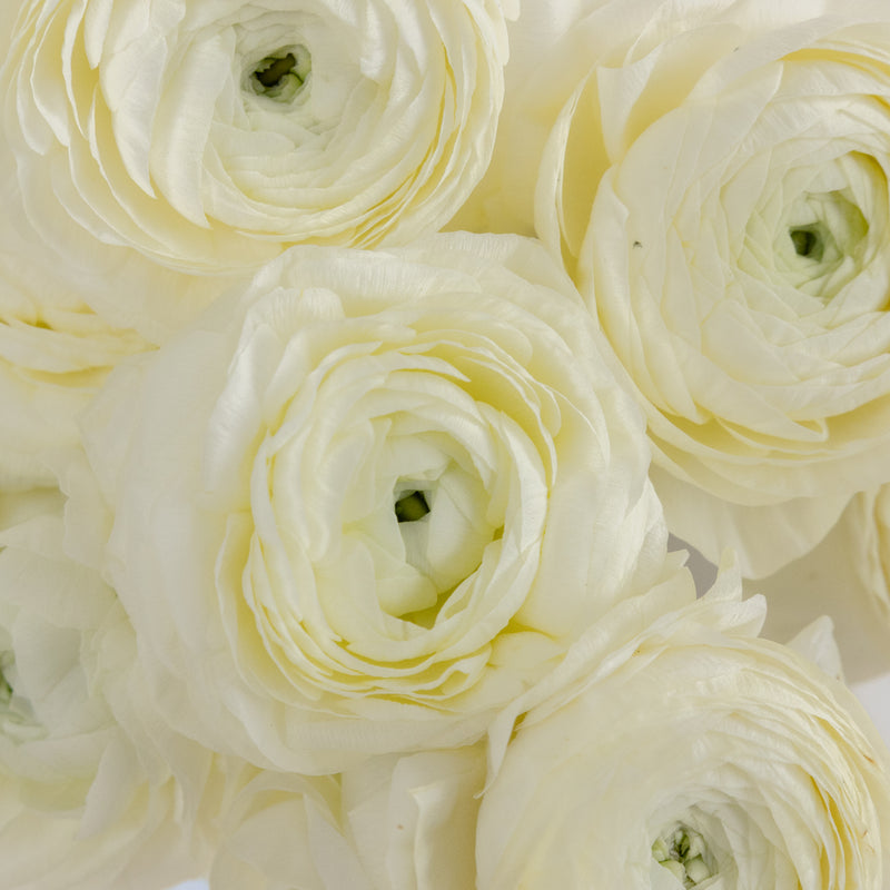 Champagne Wholesale Ranunculus Flowers Close Up - Image