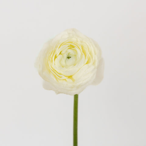 Champagne Wholesale Ranunculus Flowers Stem - Image