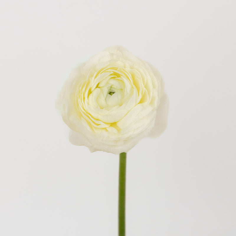 Champagne Wholesale Ranunculus Flowers Stem - Image