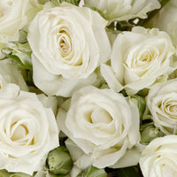 Floreana White Spray Roses Close Up - Image