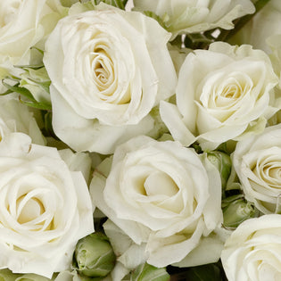 Floreana White Spray Roses Close Up - Image
