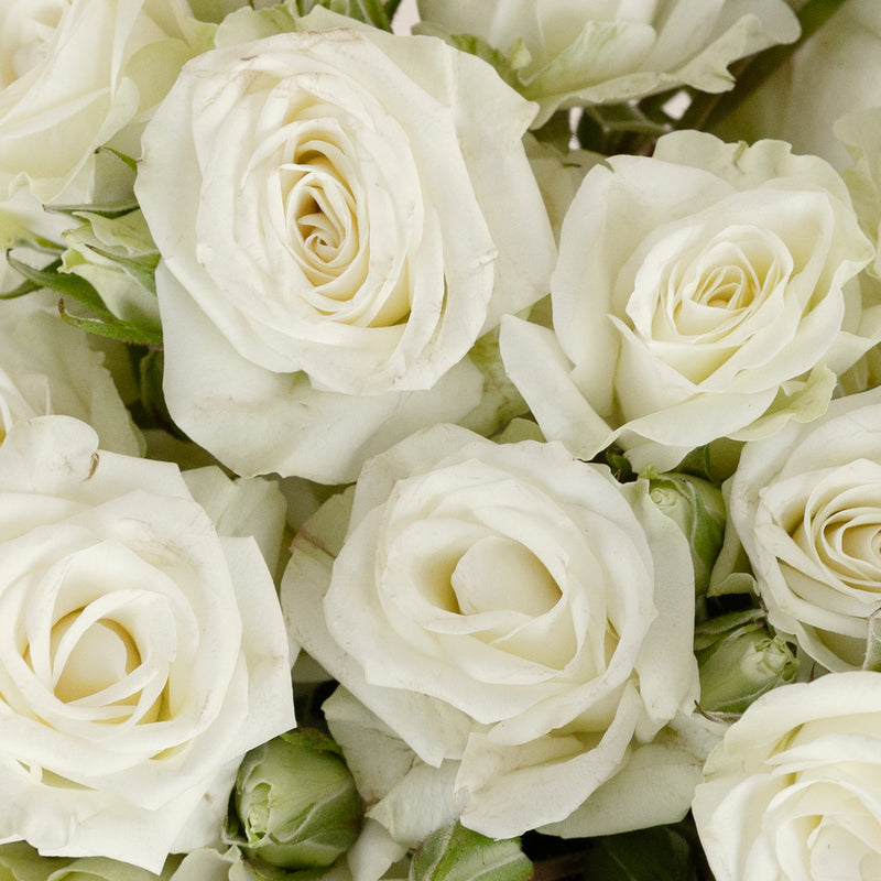 Floreana White Spray Roses Close Up - Image