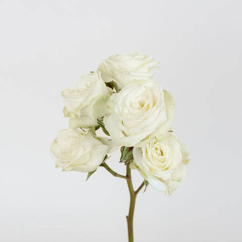 Floreana White Spray Roses Stem - Image