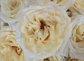 Candlelight Cream Roses Close Up - Image