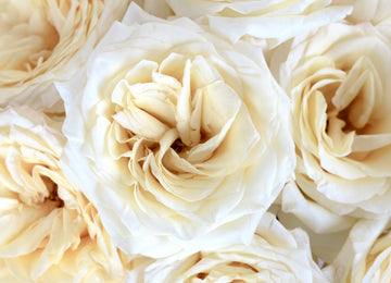 Candlelight Cream Roses Close Up - Image
