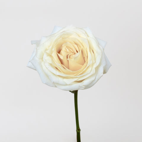 Candlelight Cream Roses Stem - Image