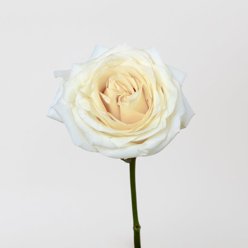 Candlelight Cream Roses Stem - Image
