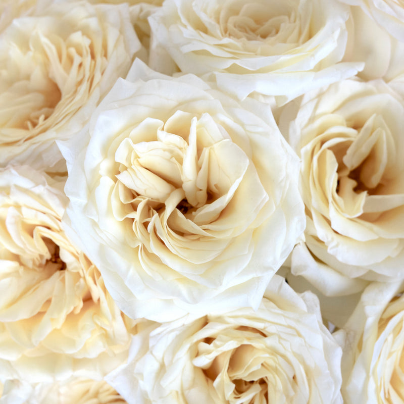 White Candlelight Rose Bouquet Close Up - Image