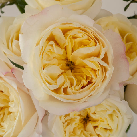Fatima Garden Rose Close Up - Image