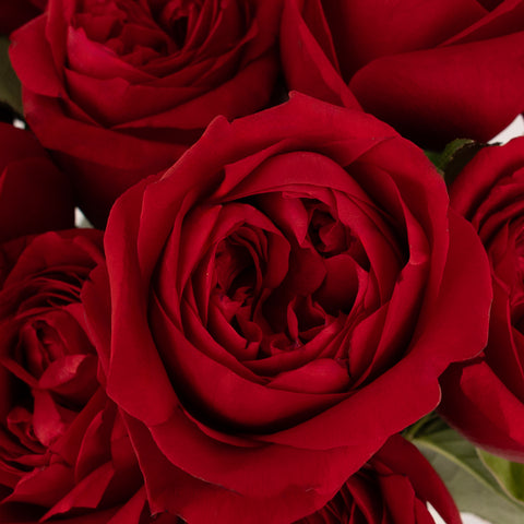 Romance Red Garden Rose Close Up - Image