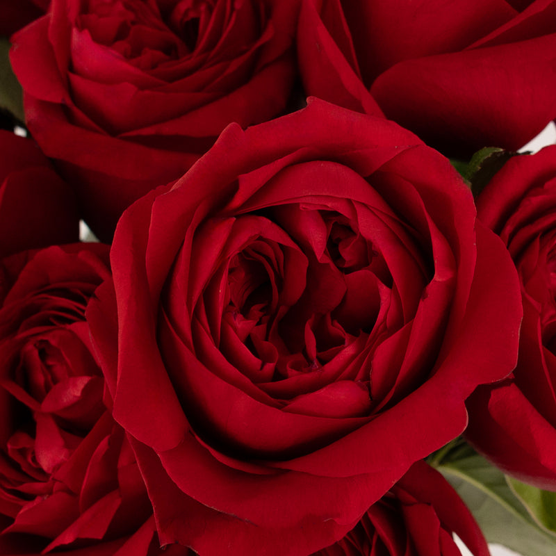 Romance Red Garden Rose Close Up - Image