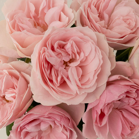 Pimpinela Pink Garden Rose Close Up - Image