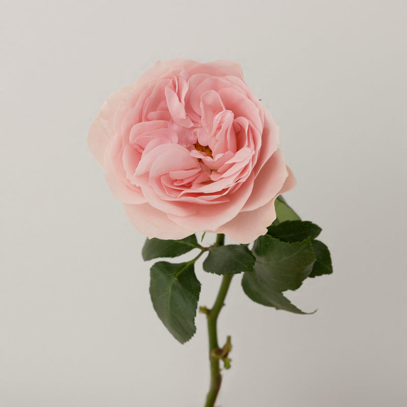 Pimpinela Pink Garden Rose Stem - Image