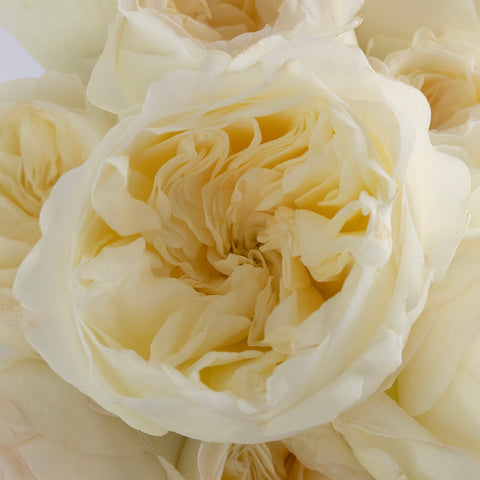Vicky Cream Garden Rose Close Up - Image