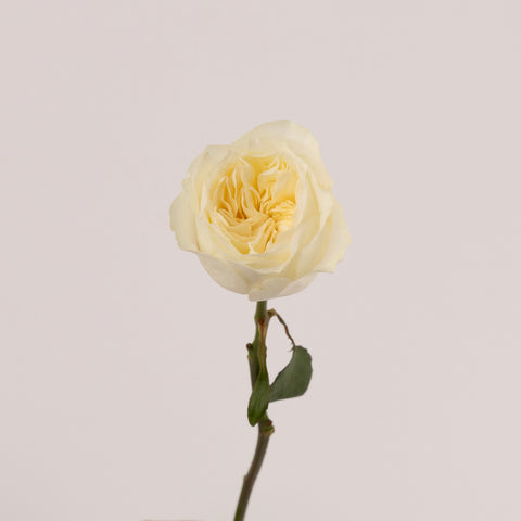 Vicky Cream Garden Rose Stem - Image