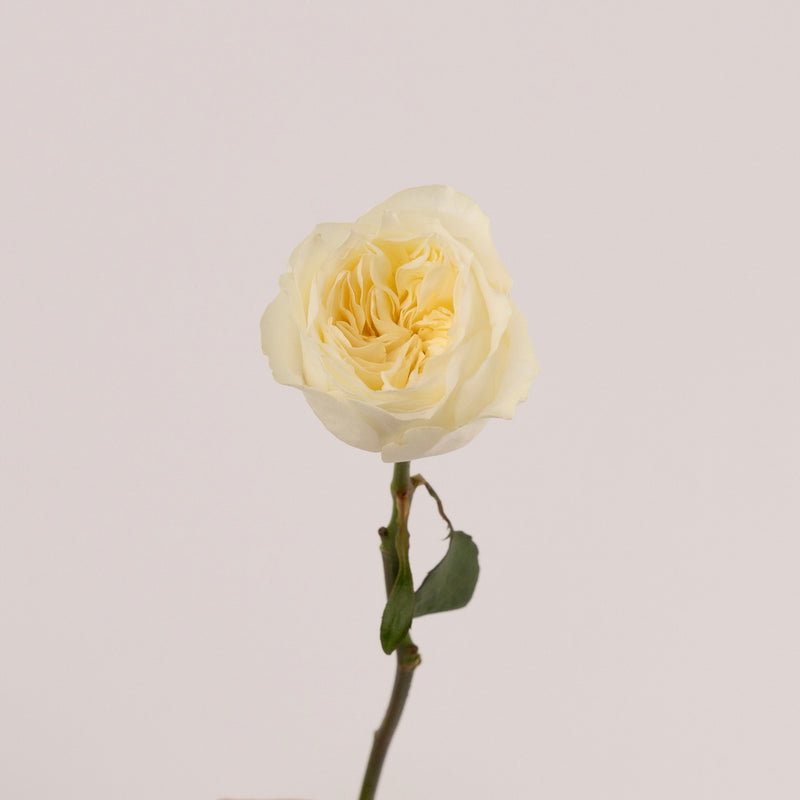 Vicky Cream Garden Rose Stem - Image