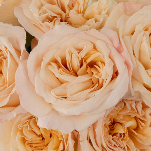 Tie Dye Peach Garden Rose Close Up - Image