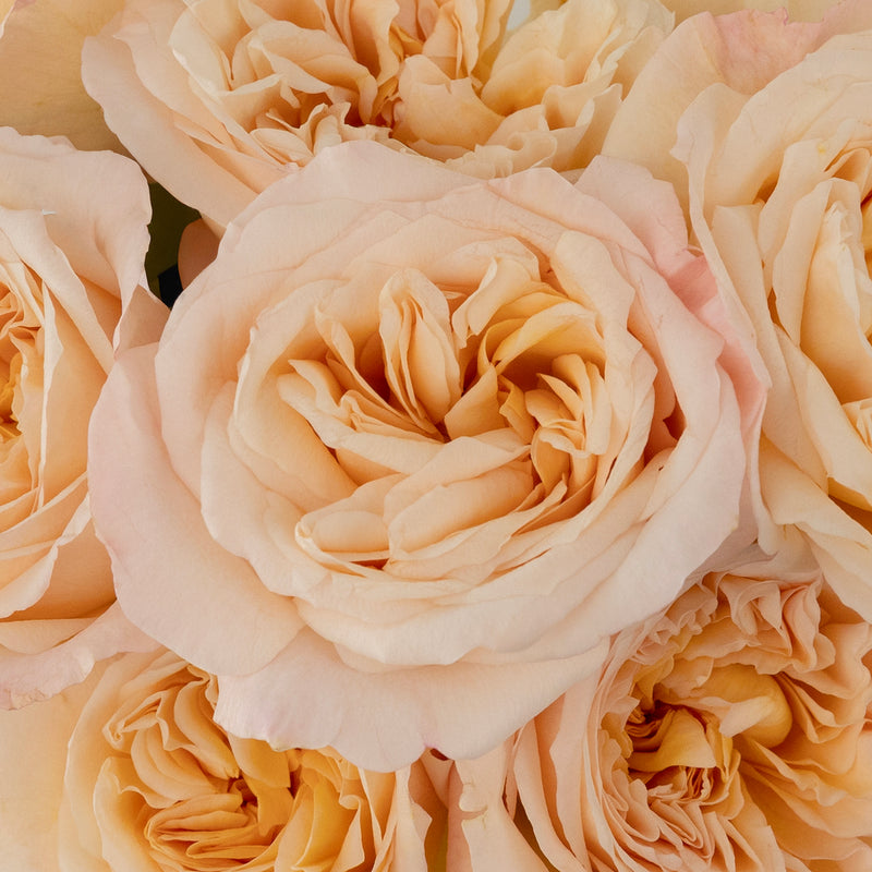 Tie Dye Peach Garden Rose Close Up - Image