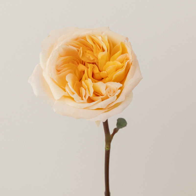 Tie Dye Peach Garden Rose Stem - Image