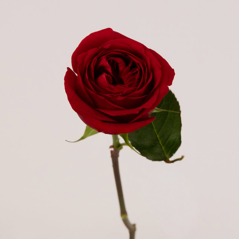 Romance Red Garden Rose Other - Image