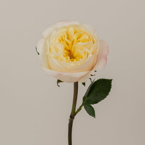 Cream Yellow Fatima Garden Rose Apron - Image