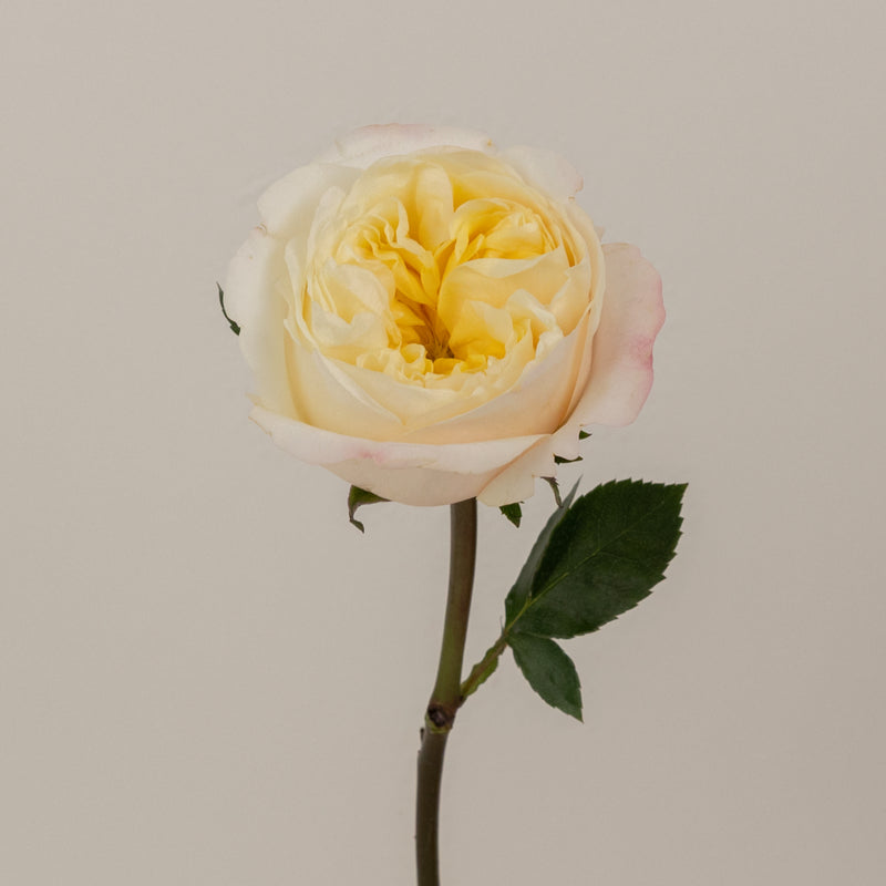 Cream Yellow Fatima Garden Rose Apron - Image