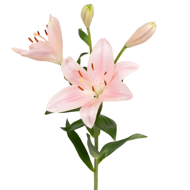Blush Hybrid Lily Apron - Image
