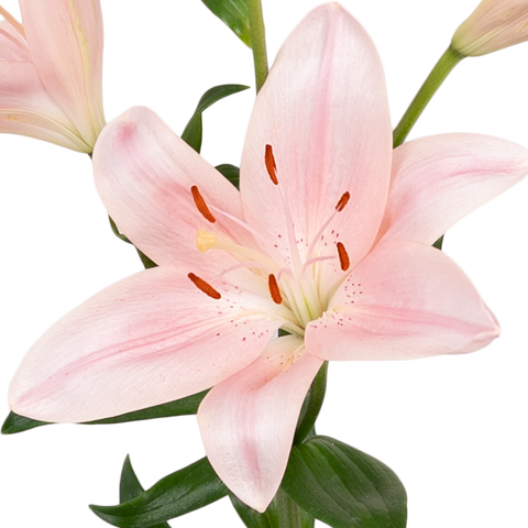 Blush Hybrid Lily Vase - Image