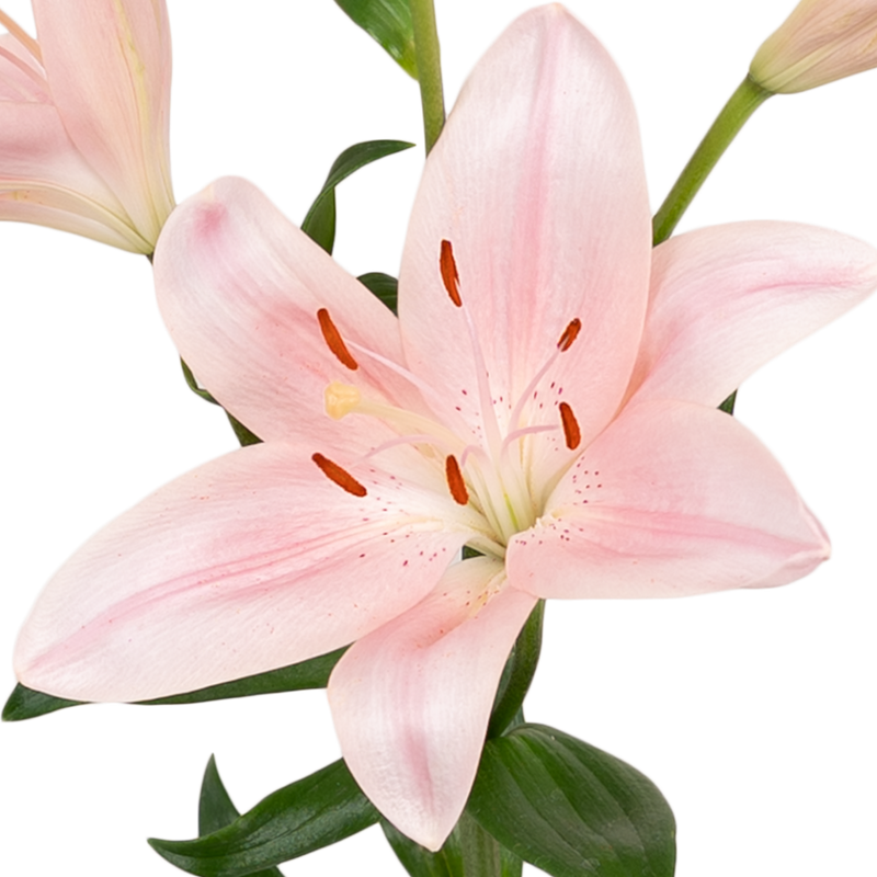 Blush Hybrid Lily Vase - Image