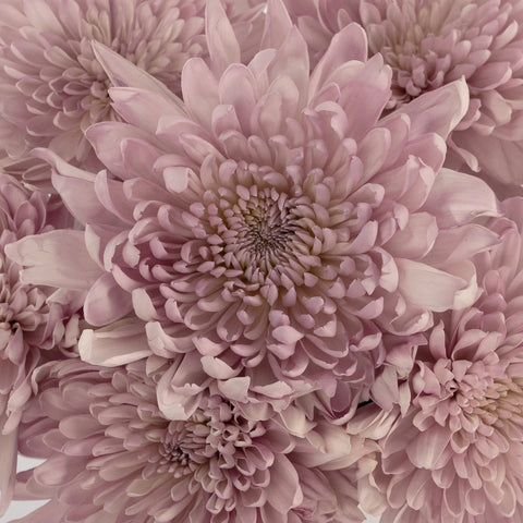 Lavender Tinted Cremon Mum Vase - Image