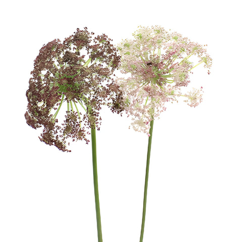 Burgundy and Cream Lace Filler Flower