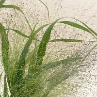 Bulk Explosion Grass Close Up - Image