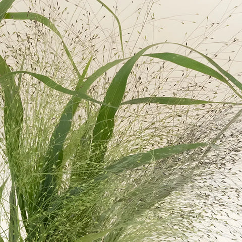 Bulk Explosion Grass Close Up - Image