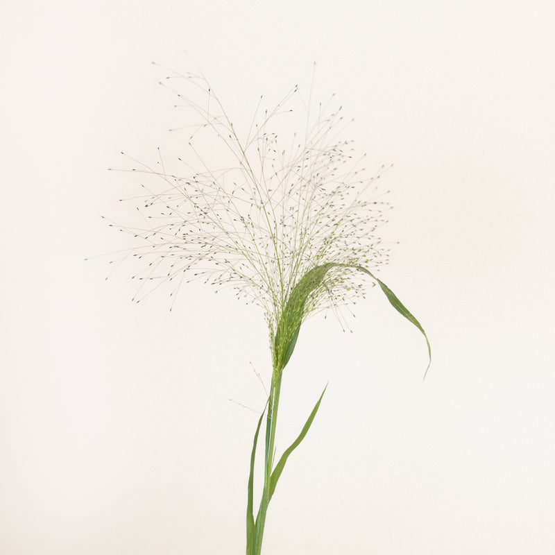 Bulk Explosion Grass Stem - Image