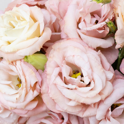 Hues Of Apricot Lisianthus Flower Close Up - Image