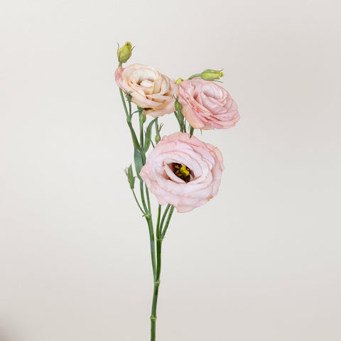 Hues Of Apricot Lisianthus Flower Stem - Image