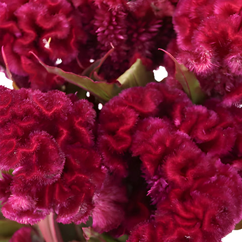 Burgundy Berry Cockscomb Celosia Flowers
