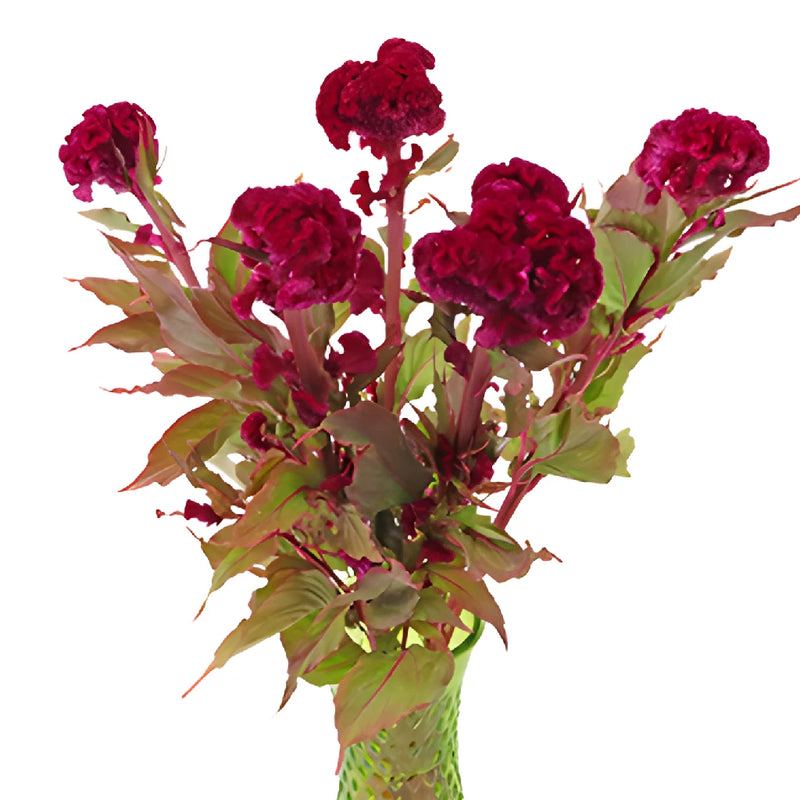 Burgundy Berry Cockscomb Celosia Flowers