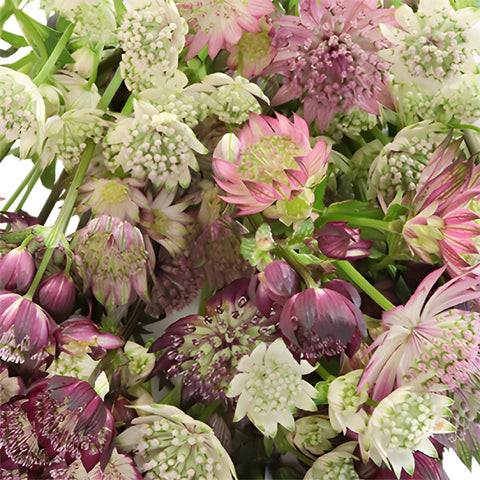 Burgundy Blush Astrantia Flowers