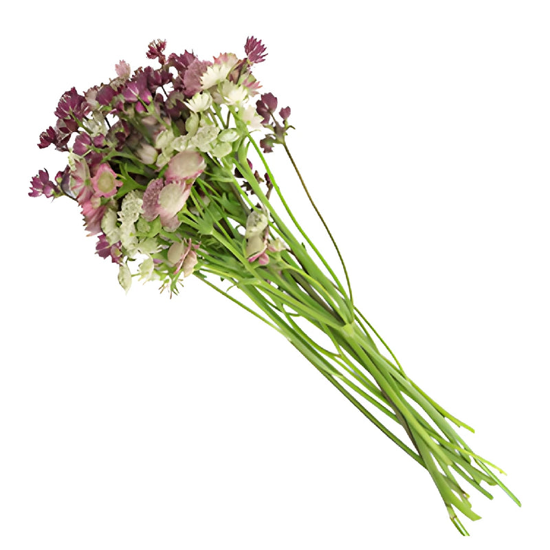 Burgundy Flower Astrantia Mix